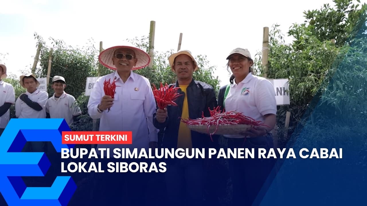 Bupati Simalungun Panen Raya Cabai Lokal Siboras